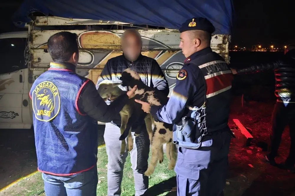 Sandıklı’da JASAT’tan Operasyon: Çalınan 13 Küçükbaş Hayvan Bulundu